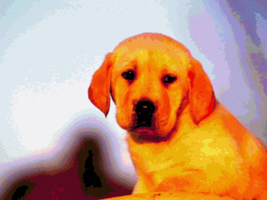 Щенок - собачки - предпросмотр