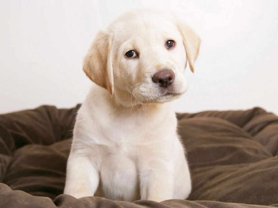 Щенок - собачки - оригинал