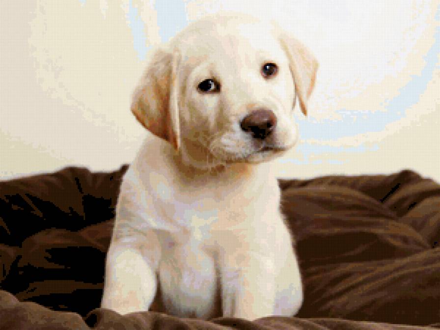 Щенок - собачки - предпросмотр