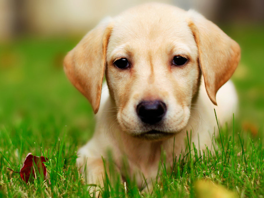 Щенок - собачки - оригинал