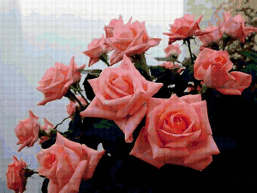 розы - цветы, розы, букет - предпросмотр