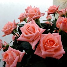 Схема вышивки «розы»