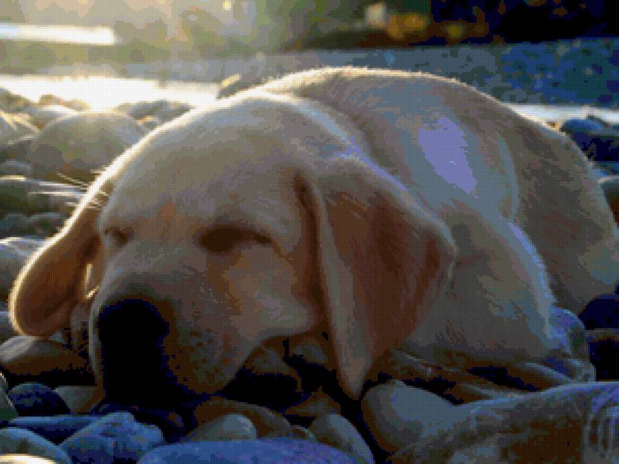 Спящая собачка - собачки - предпросмотр