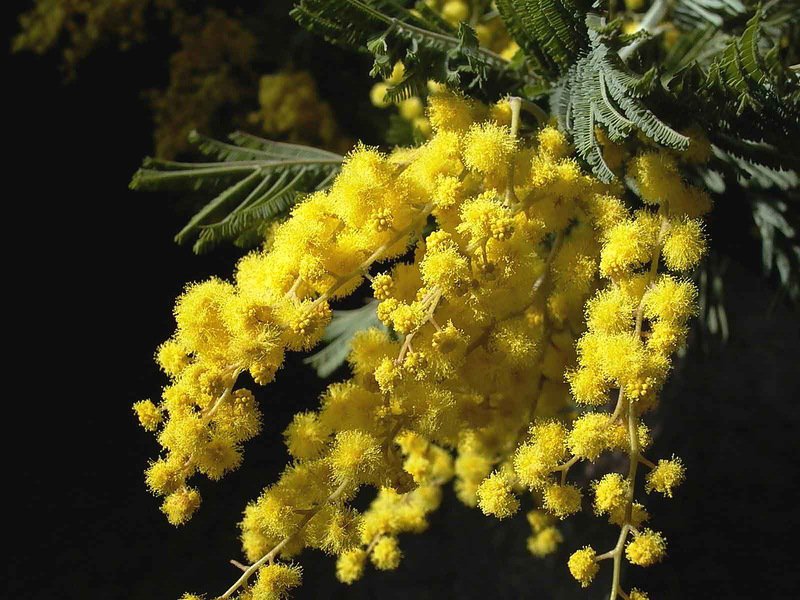 мимоза - цветы весна мимоза - оригинал