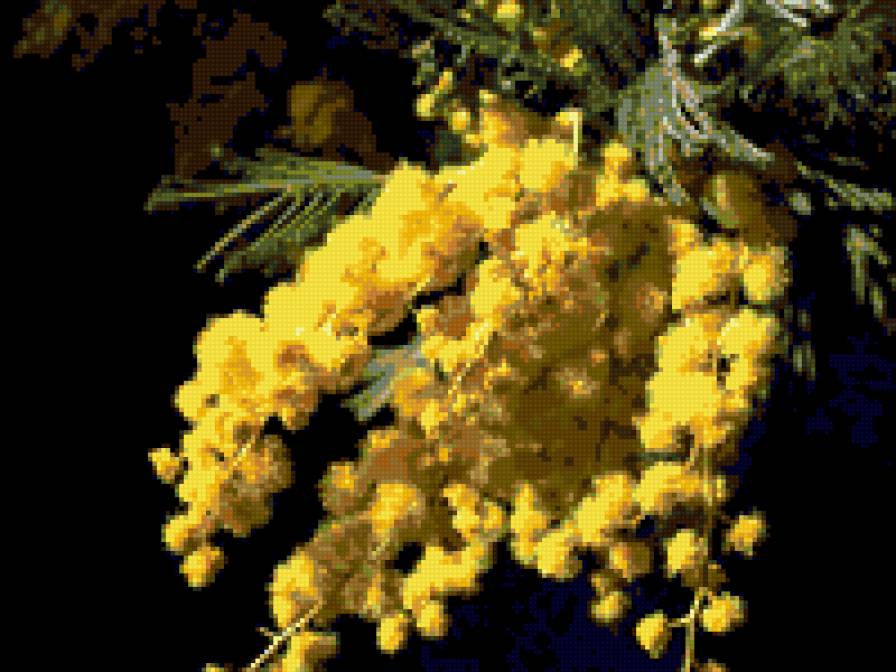 мимоза - цветы весна мимоза - предпросмотр