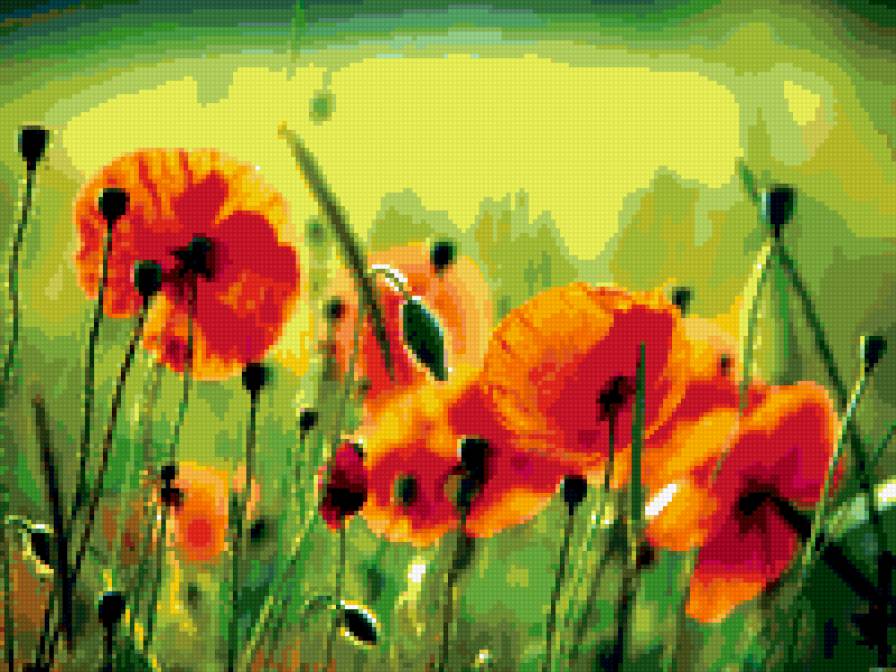 Маки - маки, цветы, природа - предпросмотр