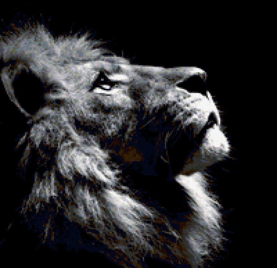 Серия ЖИВОТНЫЕ. Царь зверей - царь зверей, на черном, лев, животные, кошки - предпросмотр