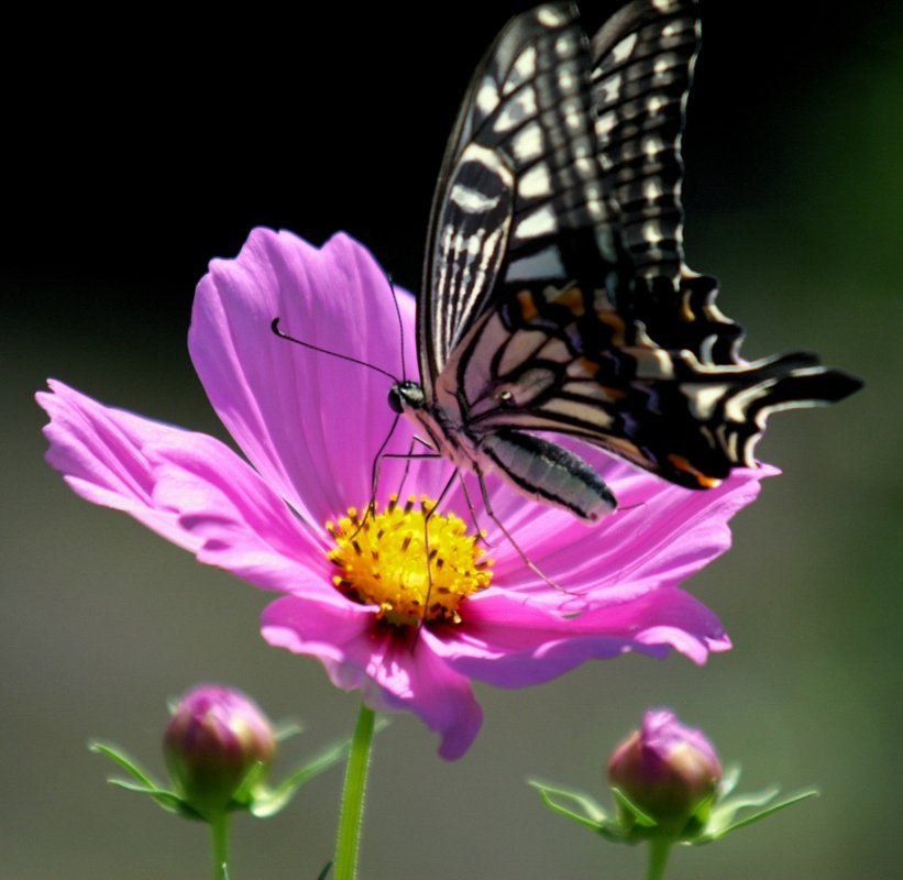 космея - цветы - оригинал