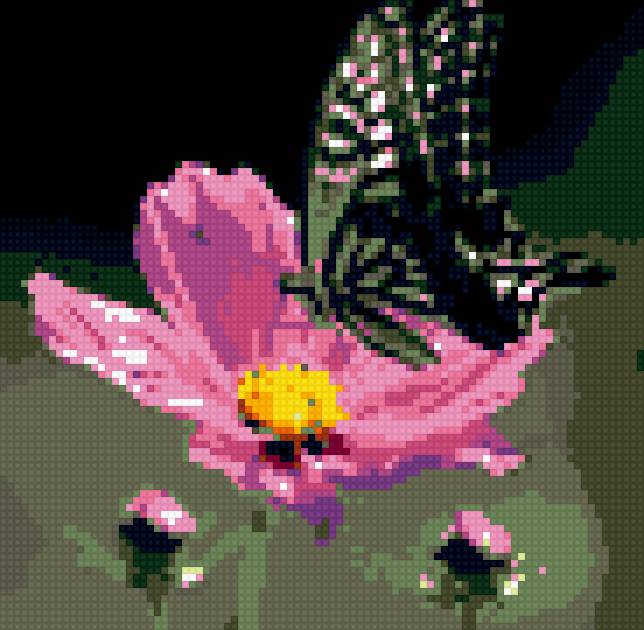 космея - цветы - предпросмотр