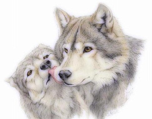 пара волков - волки - оригинал