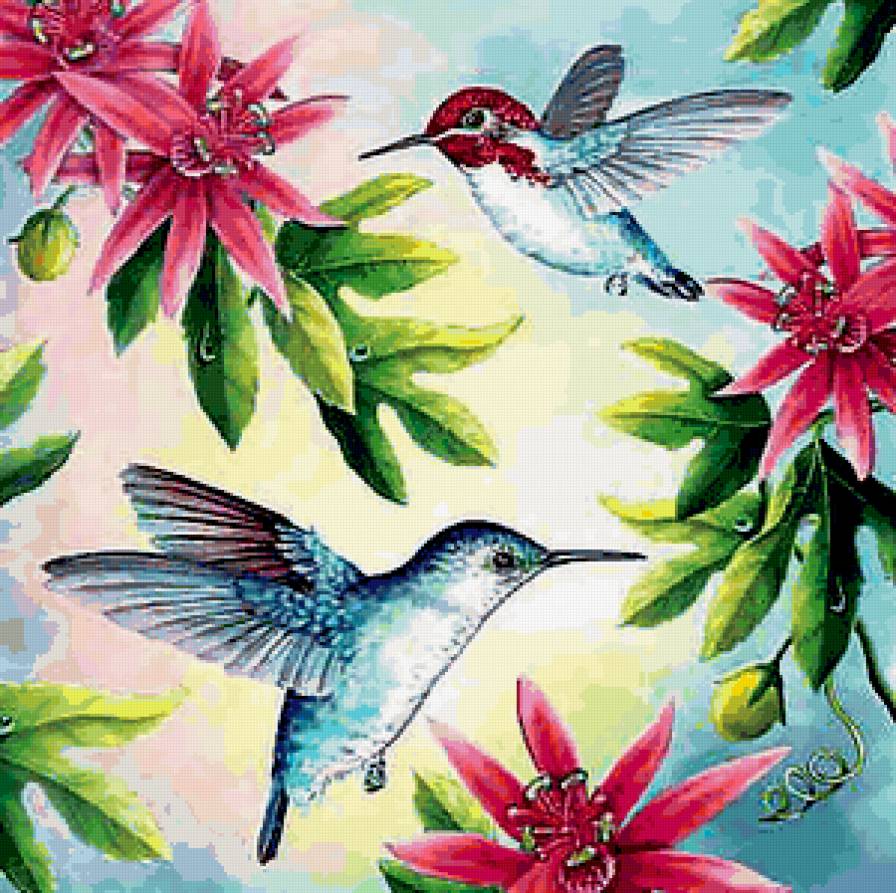Коллибри и цветы - птицы, цветы - предпросмотр