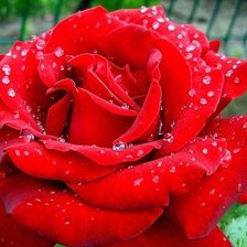 Схема вышивки «№287173»