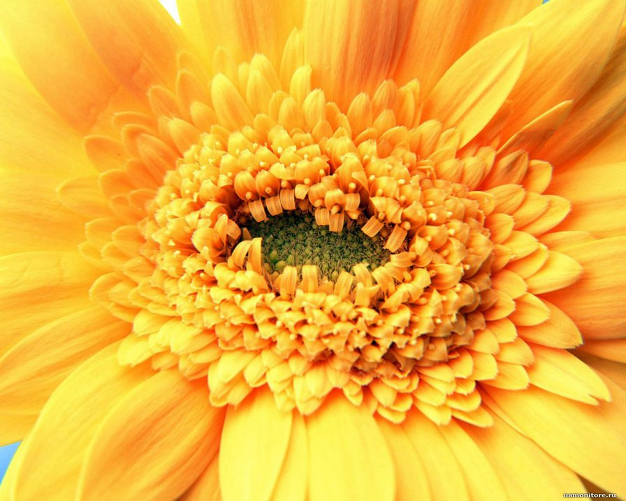 гербера желтая - оригинал