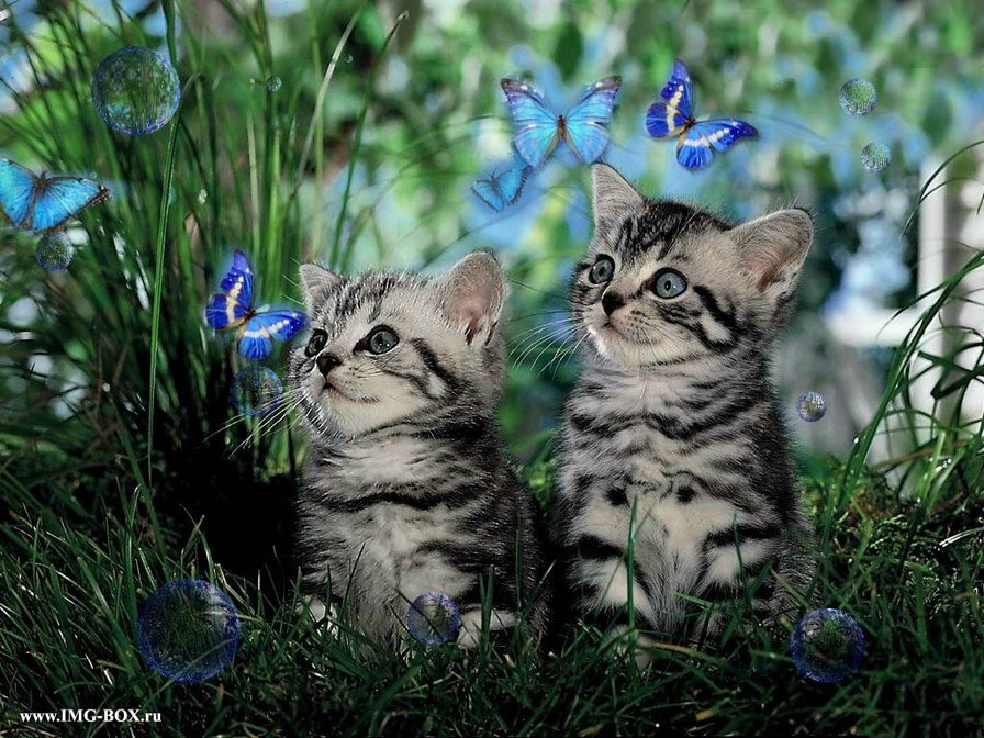 Котики на прогулке - бабочки, коты - оригинал