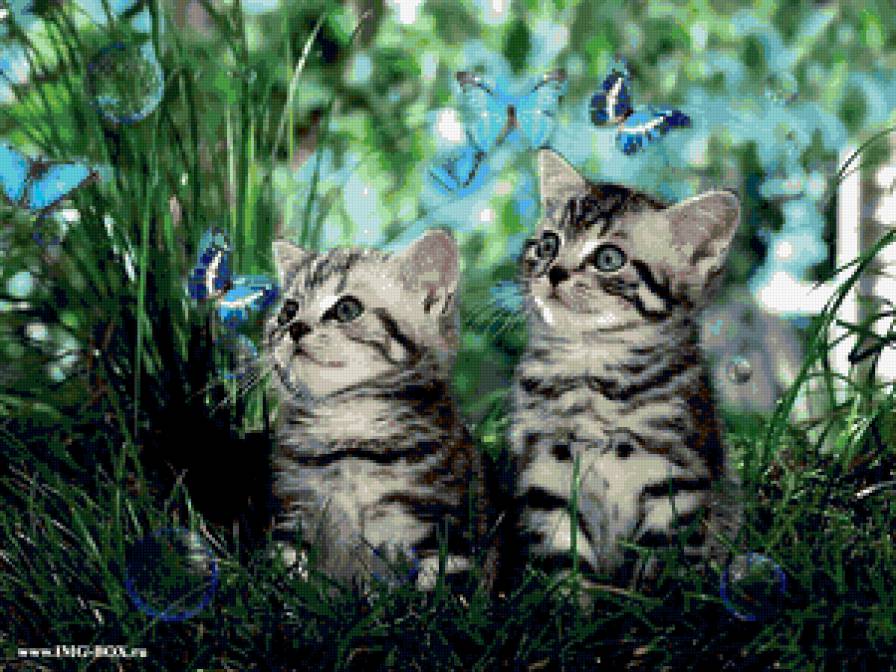 Котики на прогулке - бабочки, коты - предпросмотр