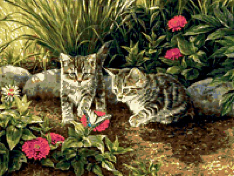 Котята - природа - предпросмотр