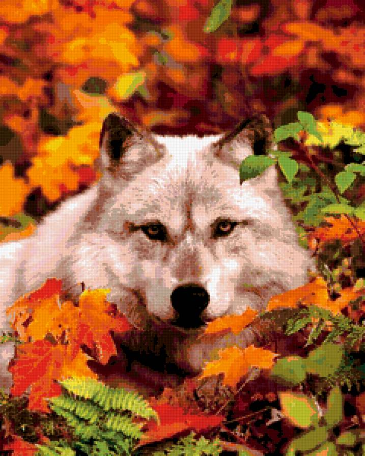 Волк - животные, волк - предпросмотр