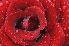 №287673 - розы, цветы, букеты - оригинал