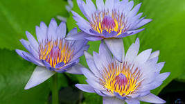 №287691 - розы, цветы, букеты - оригинал