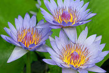 Схема вышивки «№287691»