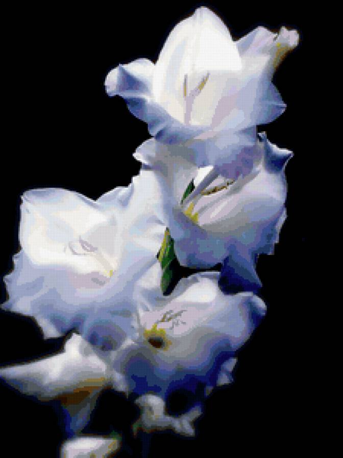 Гладиолусы - цветы - предпросмотр