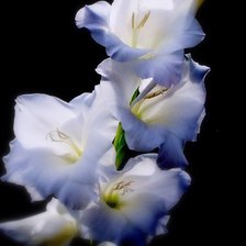 Схема вышивки «Гладиолусы»