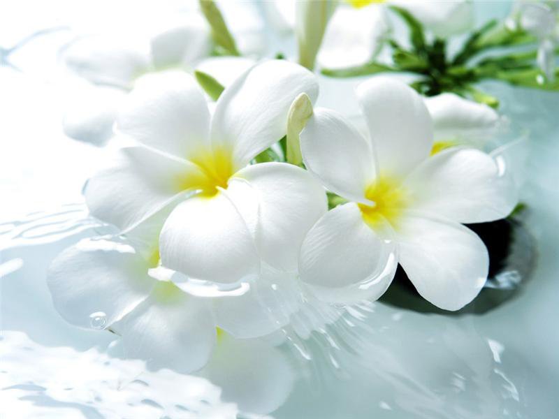 белые цветы - цветы, подушка, нежные, белые - оригинал