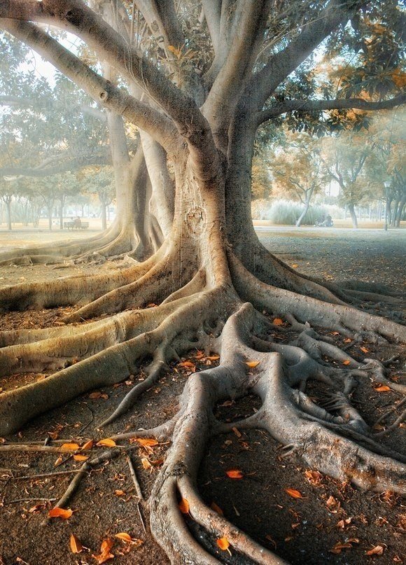 дерево жизни - природа - оригинал