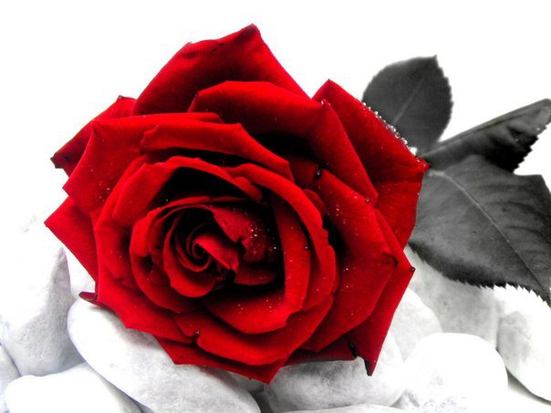 роза - роза, белое, цветы, красное - оригинал