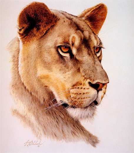 Львица - звери, львы, животные - оригинал