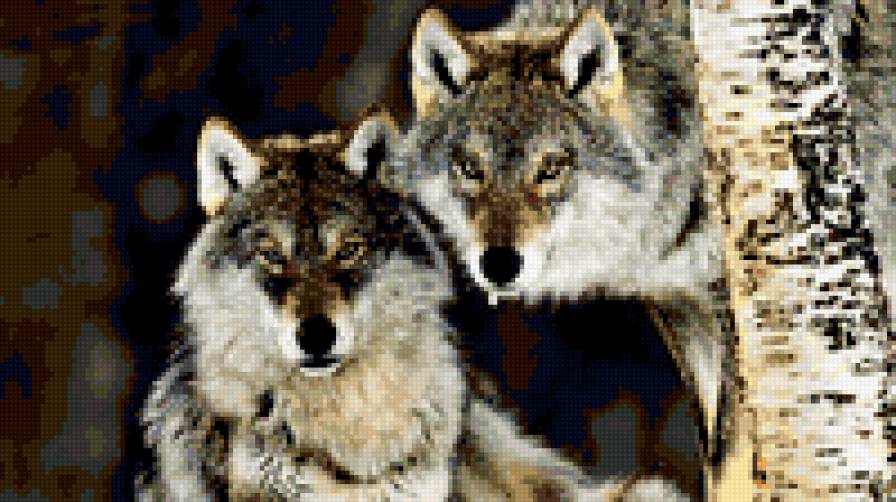 волки - природа, волки - предпросмотр