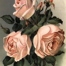 Оригинал схемы вышивки «розы» (№288384)
