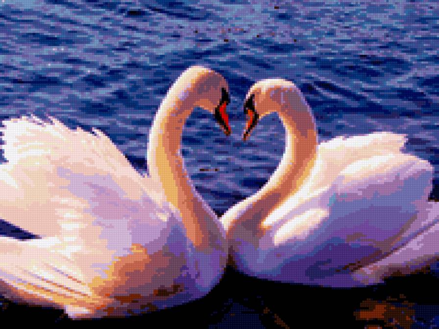 лебеди - птицы, лебеди - предпросмотр