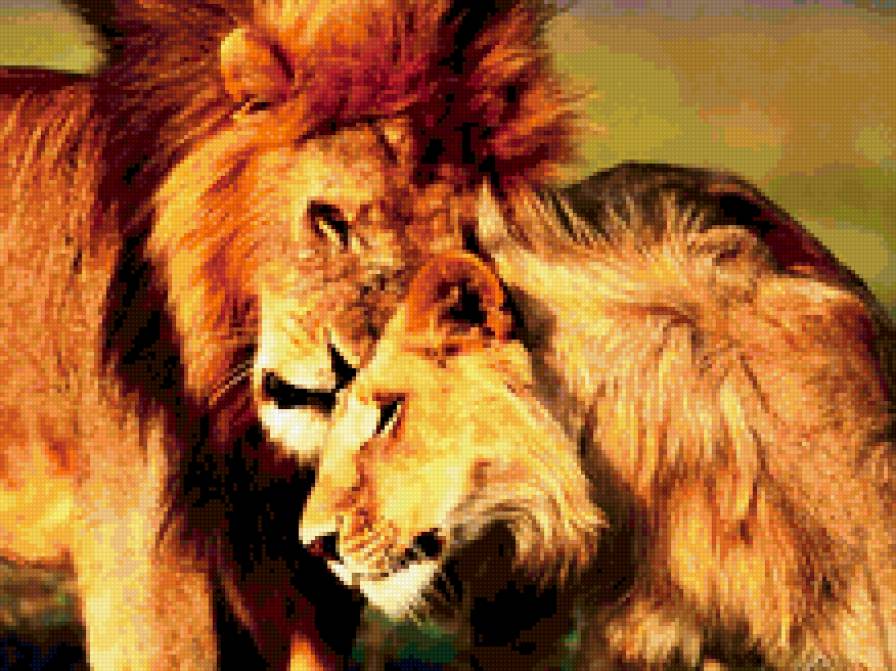 лев и львица - предпросмотр