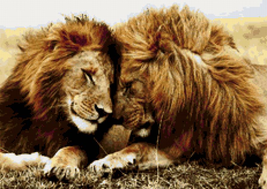 лев и львица - предпросмотр
