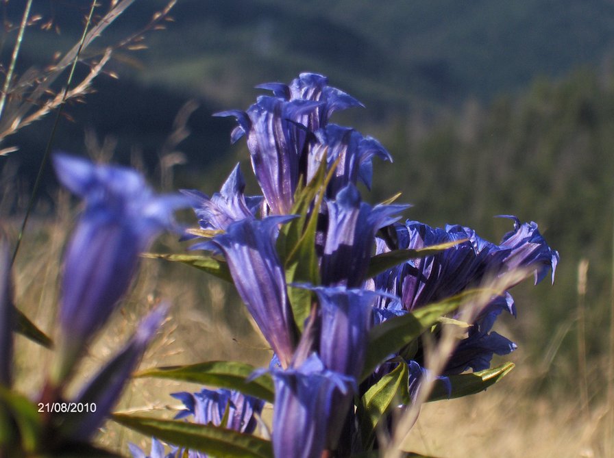 Квітка Карпат - квіти - оригинал