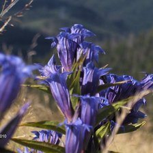 Квітка Карпат