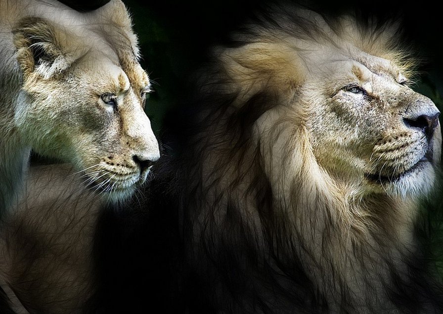 лев и львица - оригинал
