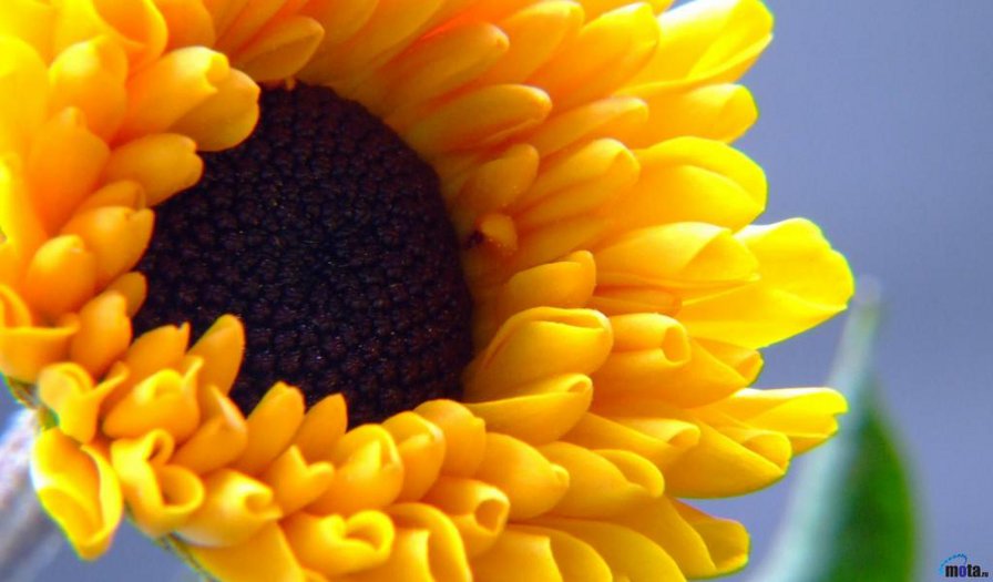 №288501 - цветы, букеты, розы - оригинал