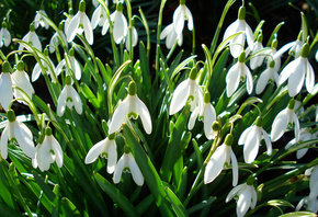 №288665 - розы, цветы, букеты - оригинал