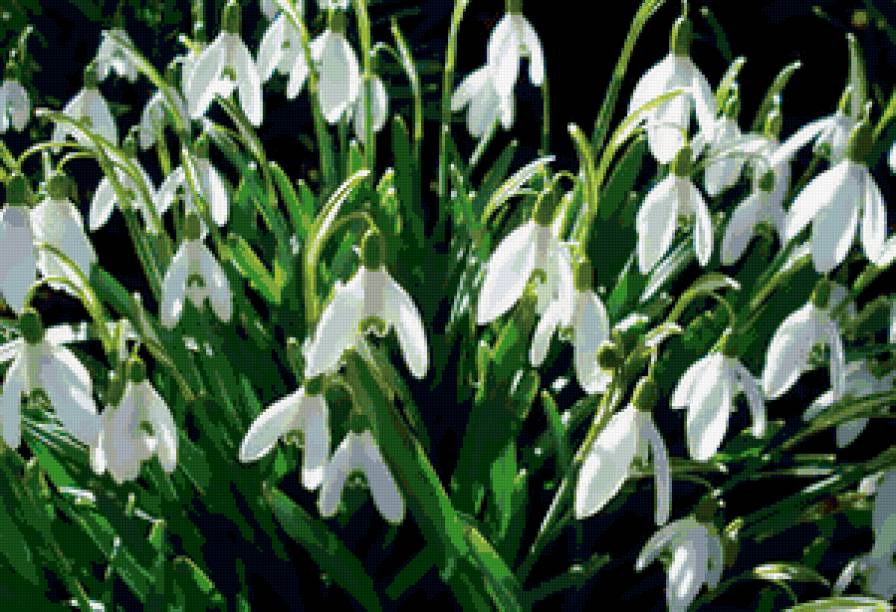 №288665 - букеты, розы, цветы - предпросмотр