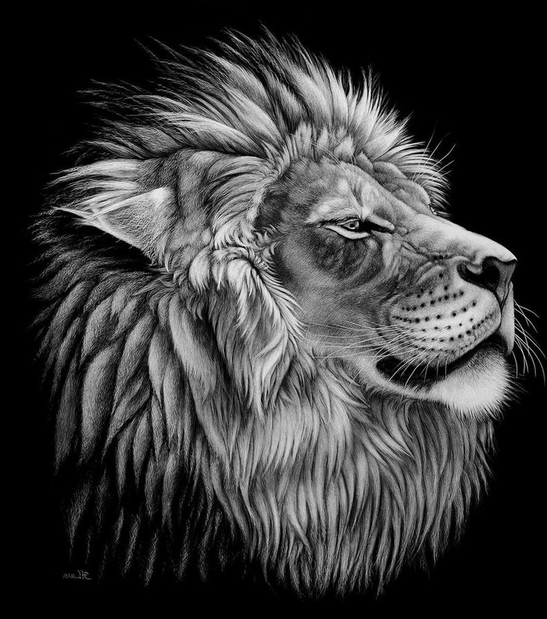 Лев (мал) - животные, кошка, картинка, моно, кот - оригинал