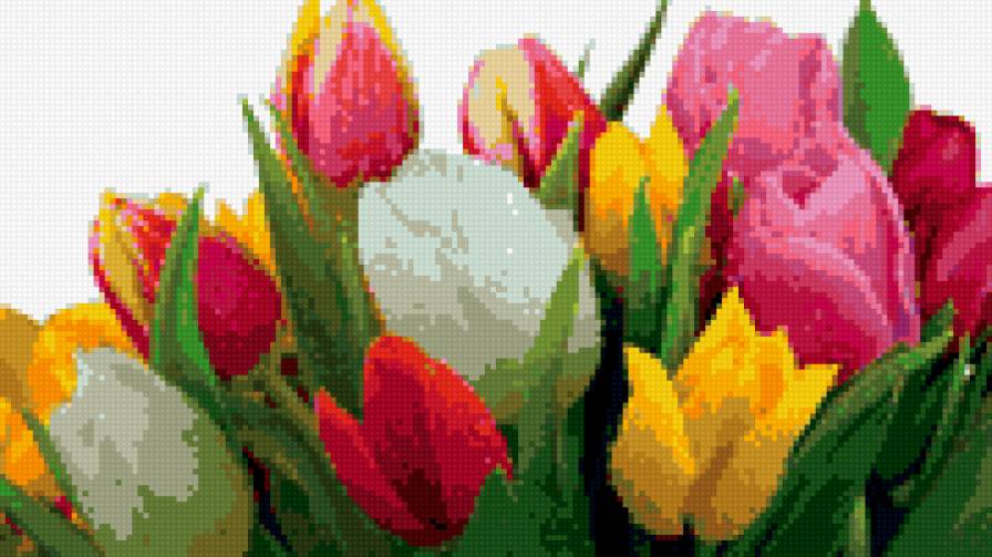 тюльпаны - букет, цветы, тюльпаны - предпросмотр