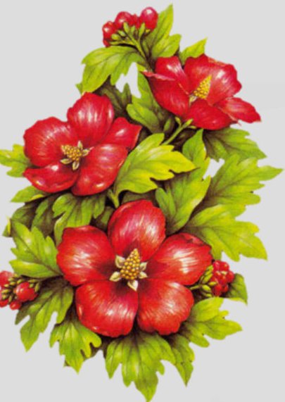 красные цветы - оригинал