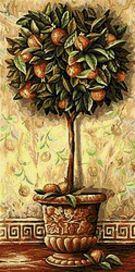 Апельсиновое дерево - цитрус, дерево, апельсин - предпросмотр