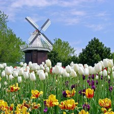 Схема вышивки «серия "цветы"»