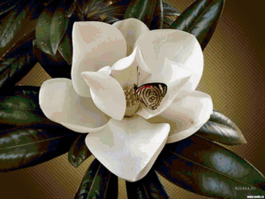 Магнолия и бабочка - бабочка, цветы - предпросмотр