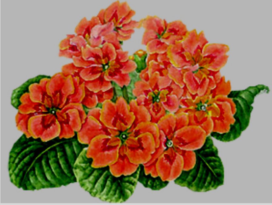 фиалка - оригинал