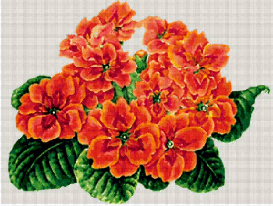 фиалка - предпросмотр