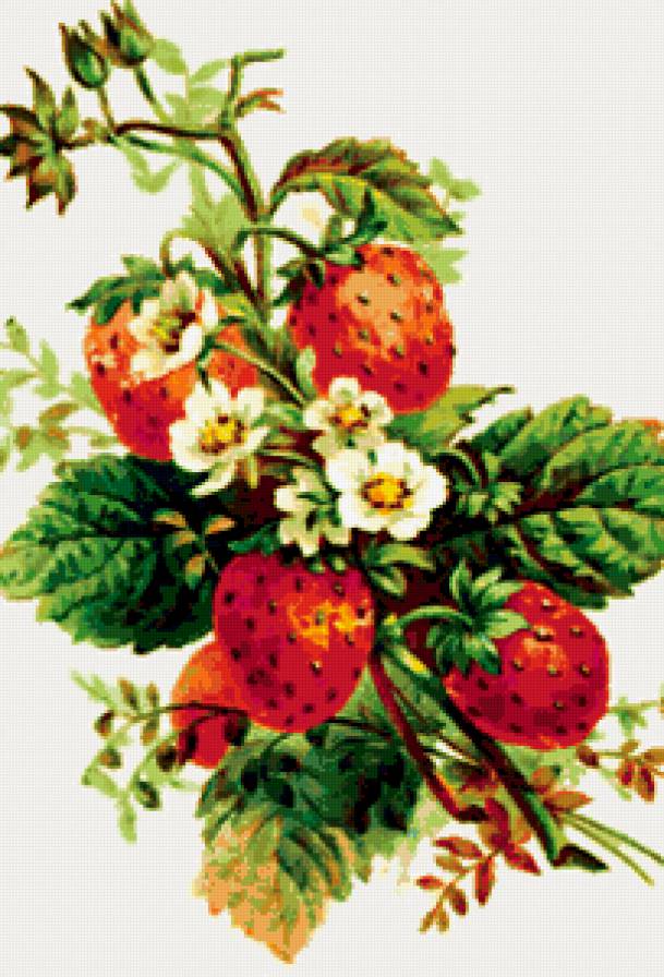 спелая ягода - предпросмотр